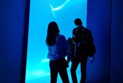 海洋最新爆料视频播放,最新爆料视频揭秘神秘海洋生物