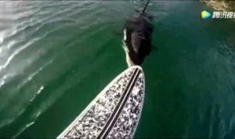 鳄雀鳝最新爆料,揭秘其神秘生活与潜在威胁